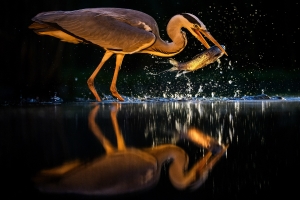 Salon Honorable Mention